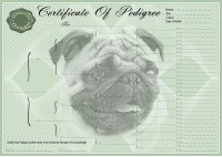Pug Pedigree Certificates A4